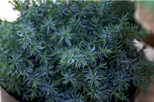 Chinesischer Wacholder 'Blue Alps' Topfgröße 2,3 Liter