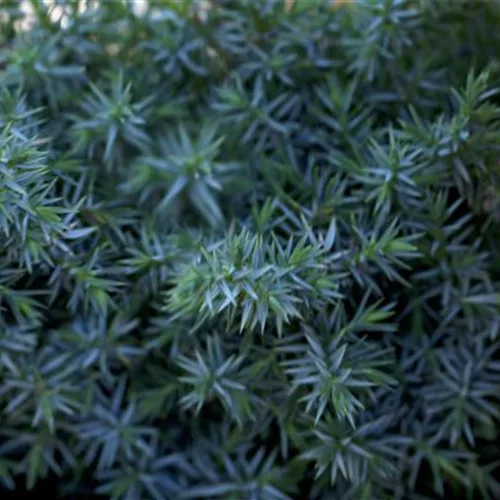 Chinesischer Wacholder 'Blue Alps'