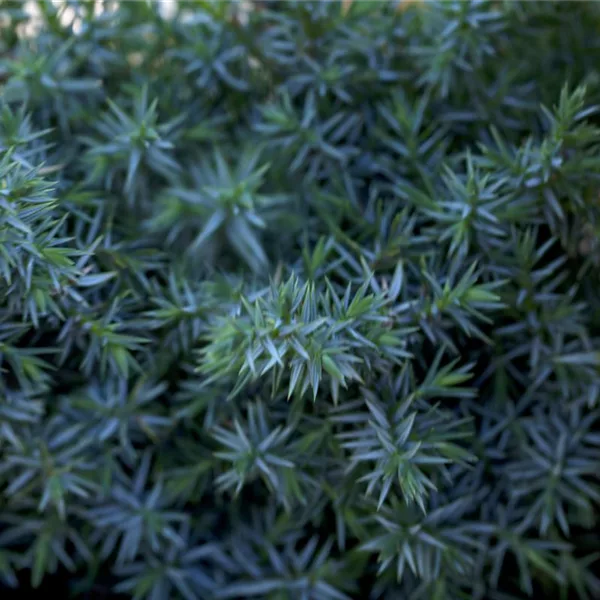 Chinesischer Wacholder 'Blue Alps'