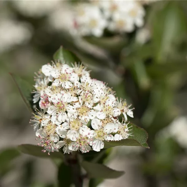 Apfelbeere Polar Fruits® 'Chokeberry'