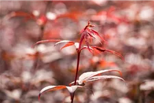 Fächerahorn 'Skeeter's Broom' Topfgröße 5 Liter / Höhe 50-60cm