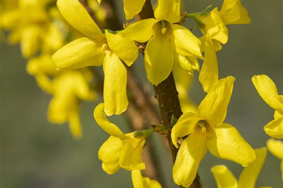 Forsythie 'Lynwood' Topfgröße 4,6 Liter