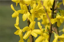 Forsythie 'Lynwood' Topfgröße 4,6 Liter