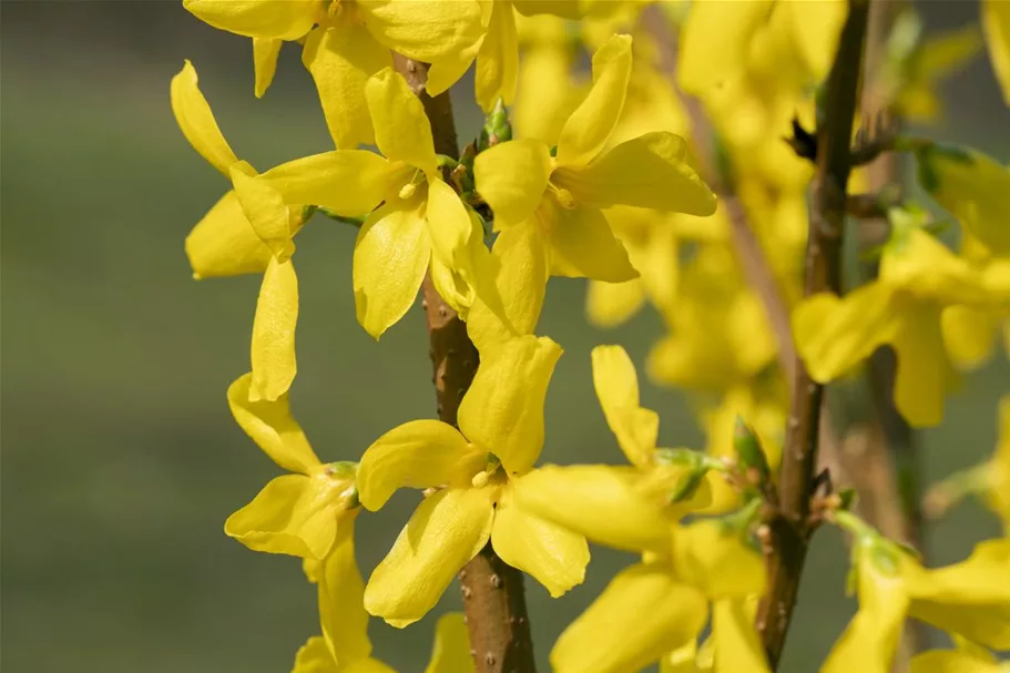 Forsythie 'Lynwood' Topfgröße 4,6 Liter