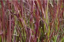 Garten-Blutgras 'Red Baron' Topfgröße 2 Liter