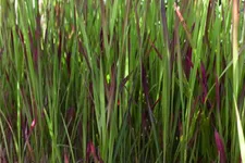 Garten-Blutgras 'Red Baron' Topfgröße 2 Liter