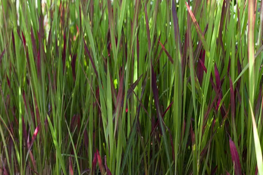 Garten-Blutgras 'Red Baron' Topfgröße 2 Liter