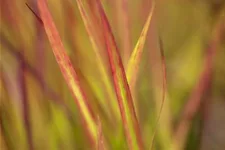 Garten-Blutgras 'Red Baron' Topfgröße 2 Liter