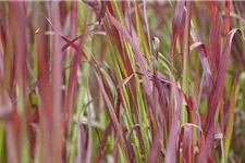 Garten-Blutgras 'Red Baron' Topfgröße 2 Liter