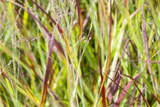 Garten-Blutgras 'Red Baron' Topfgröße 2 Liter