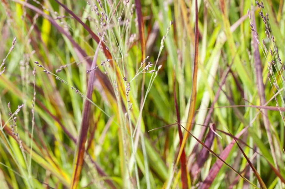 Garten-Blutgras 'Red Baron' Topfgröße 2 Liter