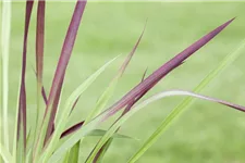 Garten-Blutgras 'Red Baron' Topfgröße 2 Liter