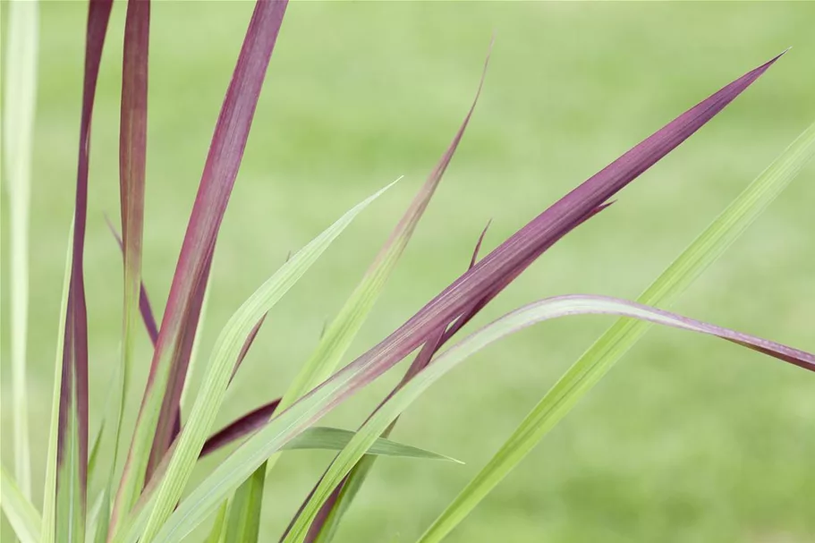 Garten-Blutgras 'Red Baron' Topfgröße 2 Liter