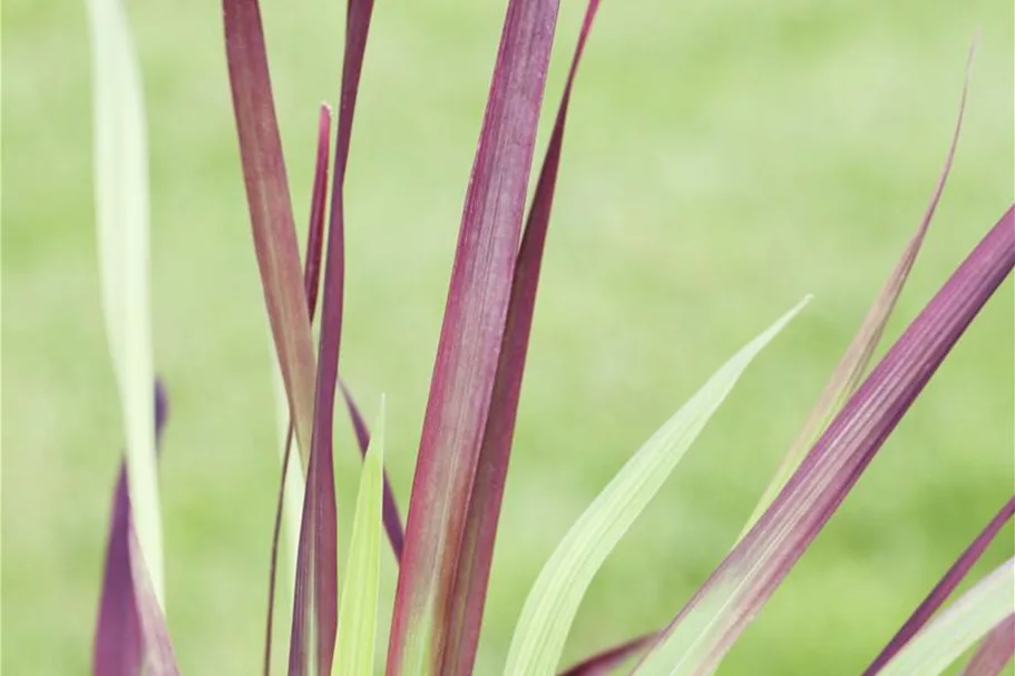 Garten-Blutgras 'Red Baron' Topfgröße 2 Liter