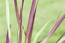 Garten-Blutgras 'Red Baron' Topfgröße 2 Liter