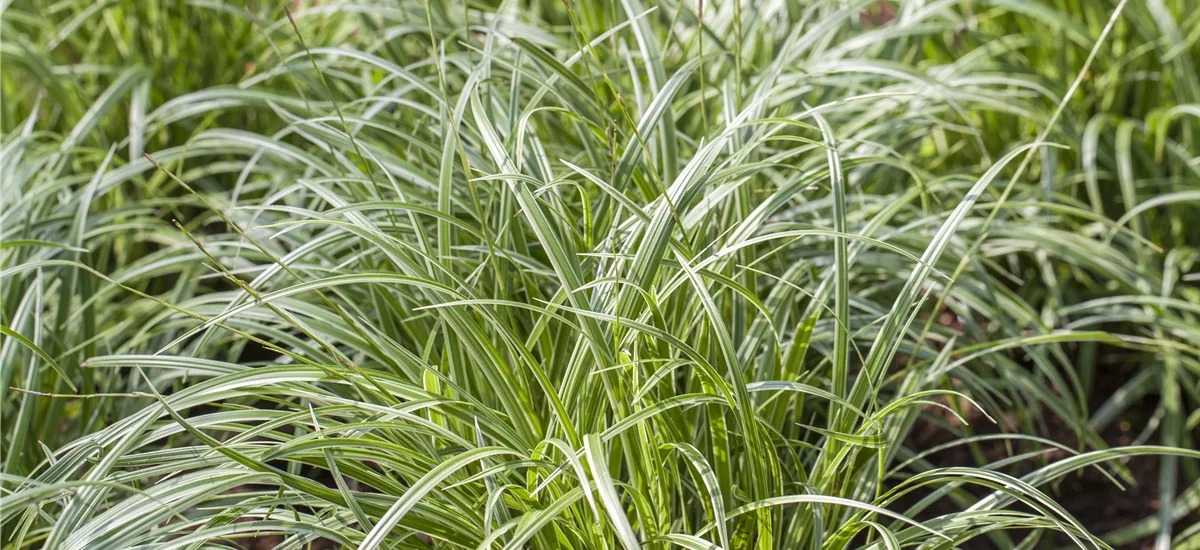 Garten-Segge 'Silver Sceptre' Topfgröße 2 Liter