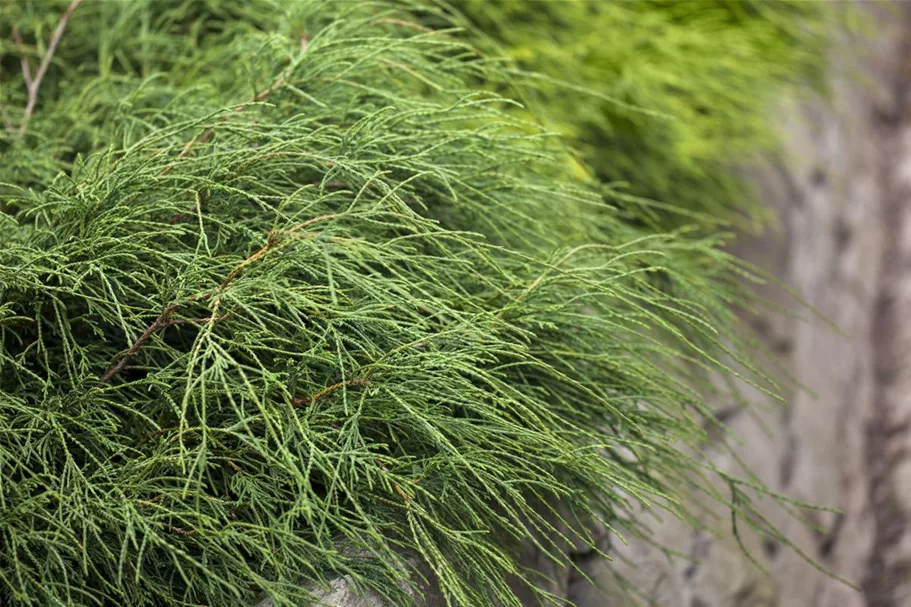 Grüne Fadenzypresse 'Filifera Nana' Topfgröße 2 Liter / Höhe 20-25cm