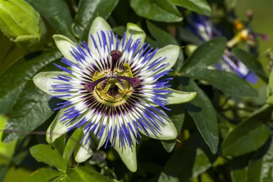 Blaue Passionsblume Topfgröße 2 Liter / Höhe 40-60cm