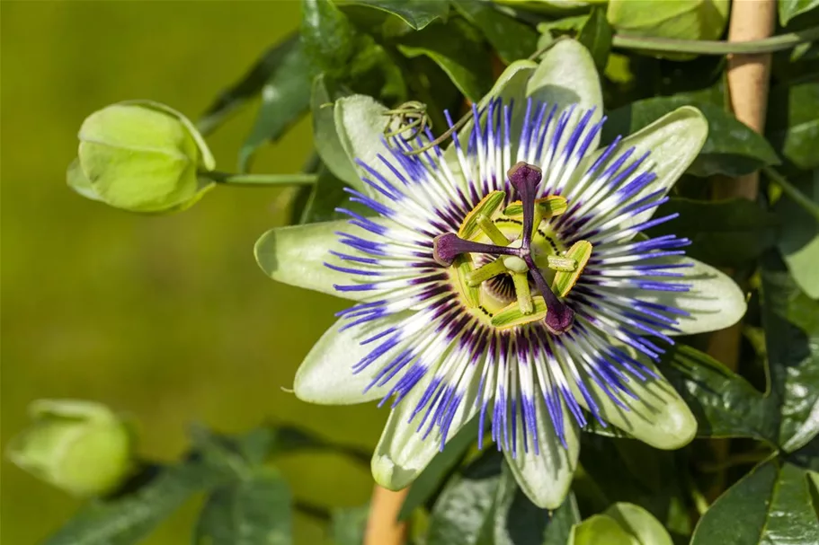 Blaue Passionsblume Topfgröße 2 Liter / Höhe 40-60cm