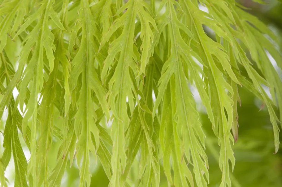 Grüner Schlitzahorn 'Dissectum' 40-er Stamm, Topfgröße 10 Liter