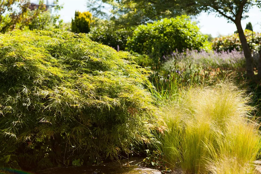 Grüner Schlitzahorn 'Dissectum' 40-er Stamm, Topfgröße 10 Liter