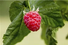 Himbeere Polar Fruits® 'Raspberry' Topfgröße 5 Liter / Höhe 50-60cm