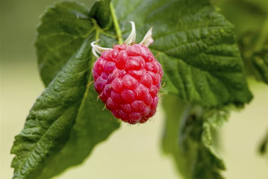 Himbeere Polar Fruits® 'Raspberry' Topfgröße 5 Liter / Höhe 50-60cm