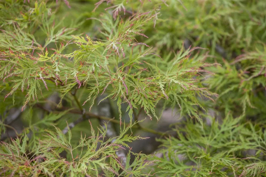 Grüner Schlitzahorn 'Dissectum' 40-er Stamm, Topfgröße 10 Liter