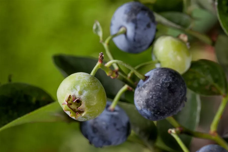 Heidelbeere 'Bluegold' Topfgröße 2 Liter / Höhe 25-30cm