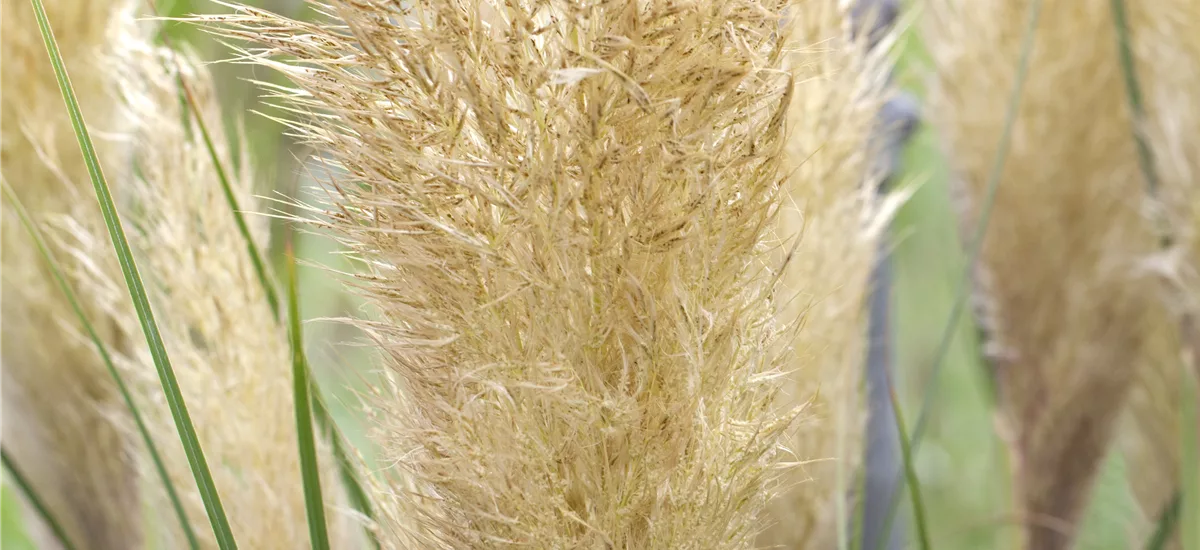 Cortaderia selloana 'Tiny Pampa'® Topfgröße 5 Liter