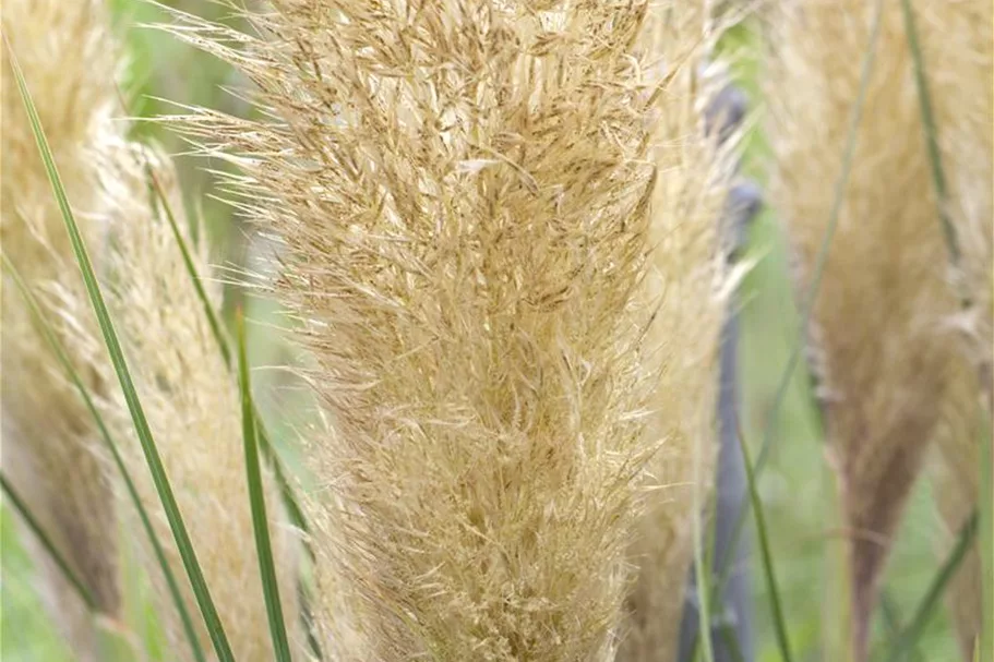 Garten-Pampasgras 'Golden Goblin' Topfgröße 5 Liter