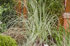 Garten-Pampasgras 'Silver Comet' Topfgröße 5 Liter