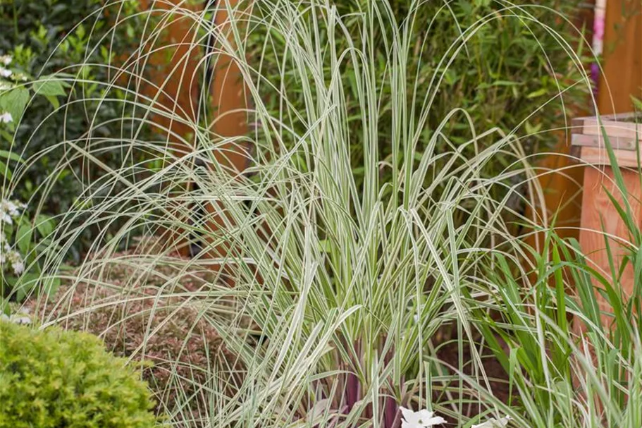 Garten-Pampasgras 'Silver Comet' Topfgröße 5 Liter