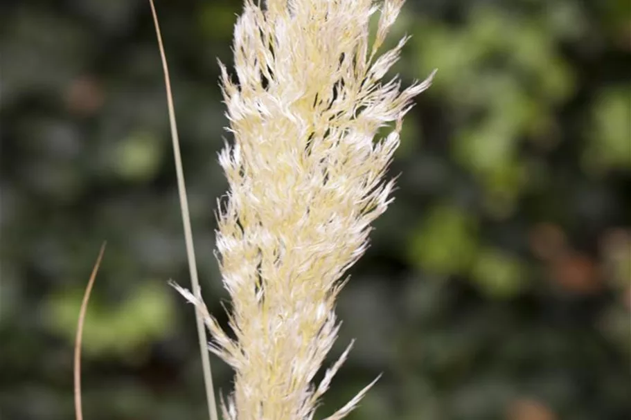 Garten-Pampasgras 'Golden Goblin' Topfgröße 5 Liter