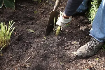 Gräser - Selbst vermehren im Frühling