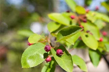 Felsenbirne Polar Fruits® 'Western Juneberry' Topfgröße 5 Liter / Höhe 50-60cm