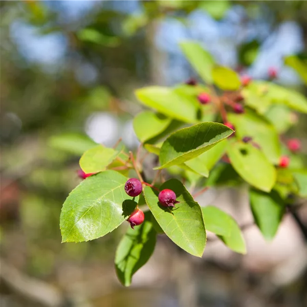 Felsenbirne Polar Fruits® 'Western Juneberry'