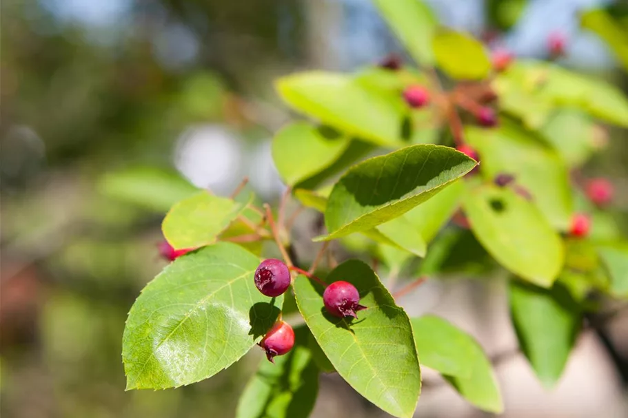 Felsenbirne Polar Fruits® 'Western Juneberry' Topfgröße 5 Liter / Höhe 50-60cm