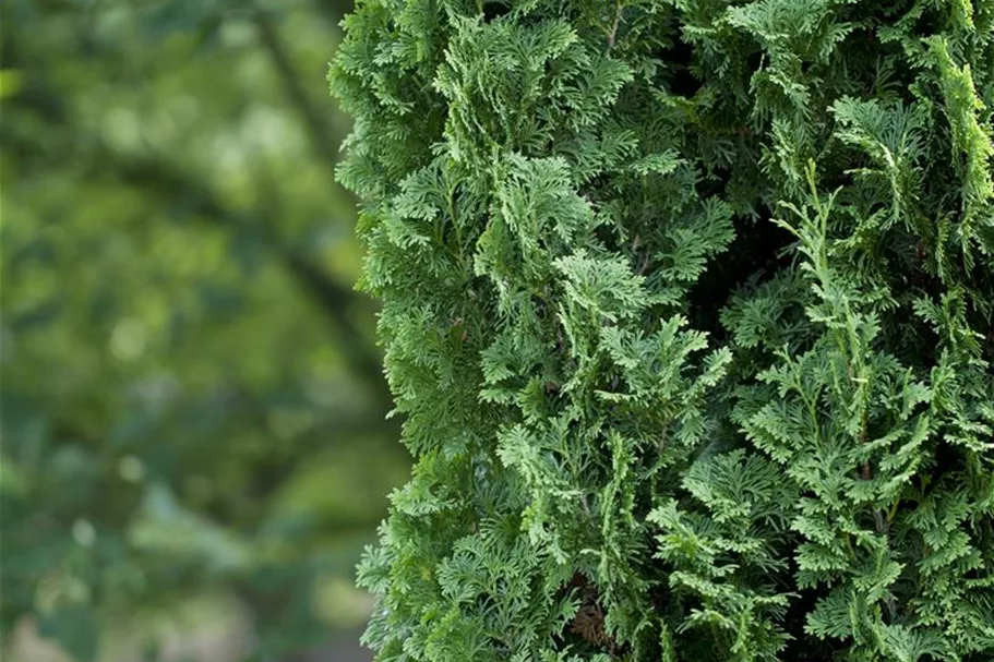 Lebensbaum 'Degroot´s Spire' Topfgröße 2,3 Liter