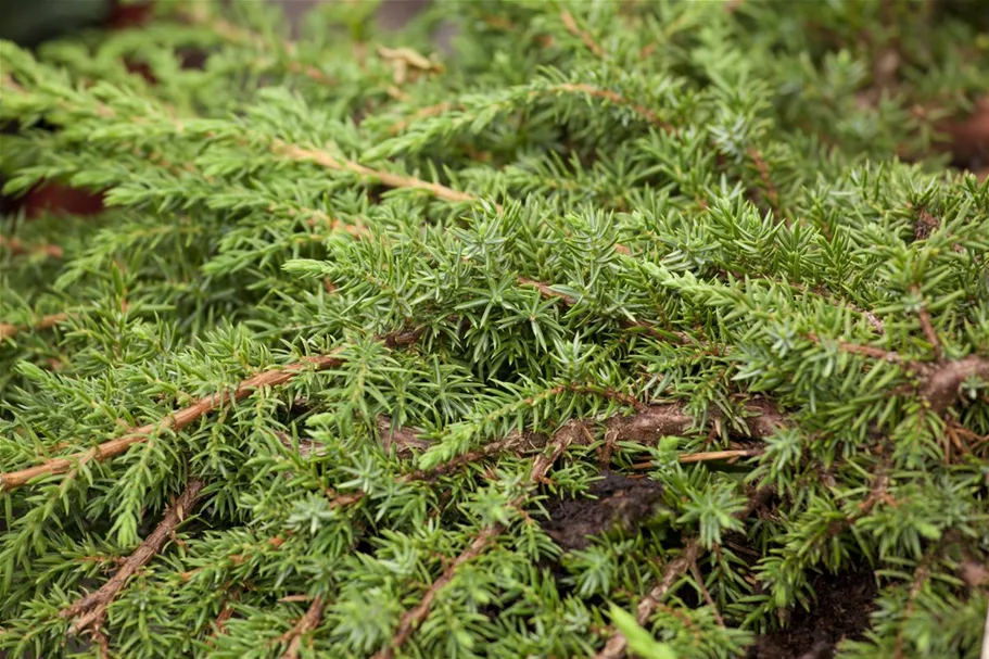 Kriechwacholder 'Green Carpet' Topfgröße 1 Liter / Höhe 15-20cm