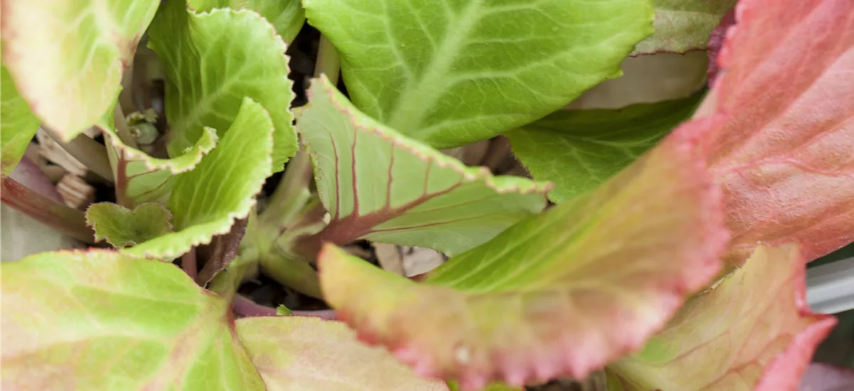 Bergenie 'Abendglut' 1 Liter Topf