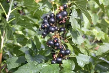 Johannisbeere Polar Fruits® 'Black Currant Berry' Topfgröße 5 Liter / Höhe 50-60cm