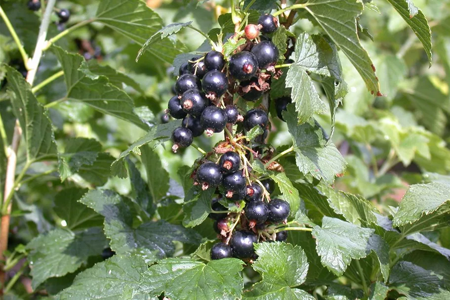 Johannisbeere Polar Fruits® 'Black Currant Berry' Topfgröße 5 Liter / Höhe 50-60cm