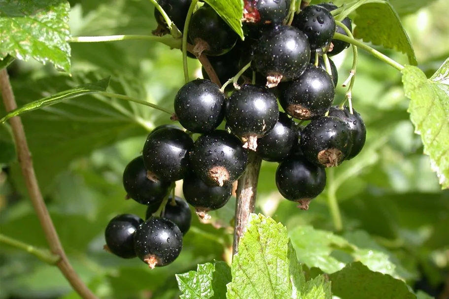 Johannisbeere Polar Fruits® 'Black Currant Berry' Topfgröße 5 Liter / Höhe 50-60cm