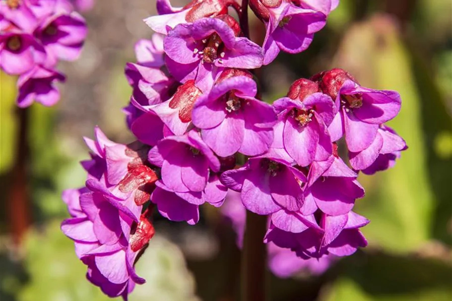 Bergenie 'Winterglut' 9 x 9 cm Topf 0,5 Liter