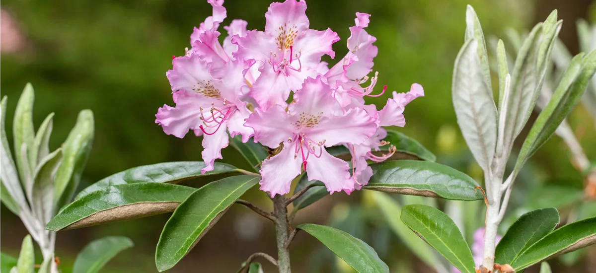 Rhododendron 'Millenium' Topfgröße 4,6 Liter