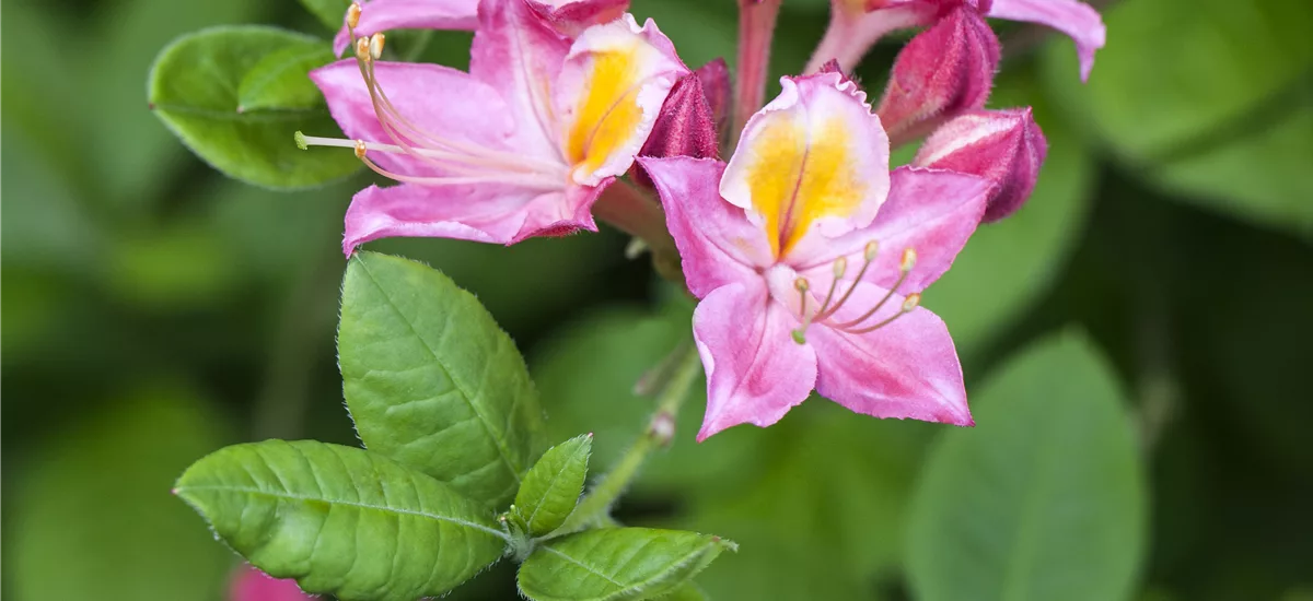 Rhododendron 'Pink and Sweet' Topfgröße 4,6 Liter