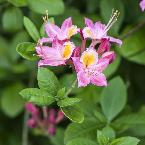 Rhododendron 'Pink and Sweet'