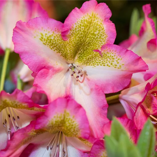 Rhododendron viscosum 'Quiet Thoughts'