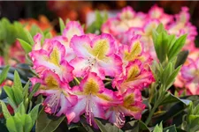 Rhododendron viscosum 'Quiet Thoughts' Topfgröße 4,6 Liter